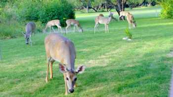 Fort Clark Springs Golf