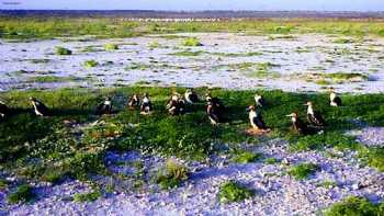 Jarvis Island