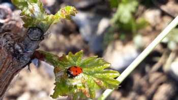 Weingut Hofmann Röttingen