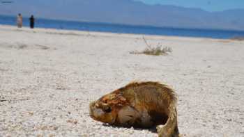 Salton Sea