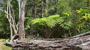 Kipuka Puaulu Trail