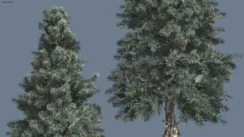 Two Spruce Law