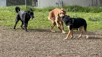 Columbia City Dog Park