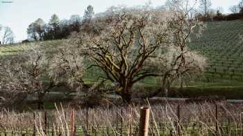 Black Sears Winery