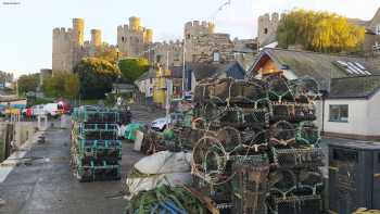 Conwy Mussels Company