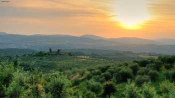 Olive Tree Memorial - Olive Trees Planted in Italy & Sicily for celebrations and memorials.