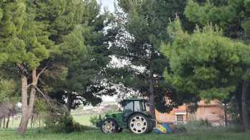 Olive Tree Memorial - Olive Trees Planted in Italy & Sicily for celebrations and memorials.