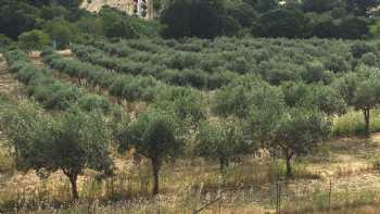 Olive Tree Memorial - Olive Trees Planted in Italy & Sicily for celebrations and memorials.