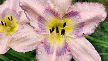 MTBobbins Daylilies