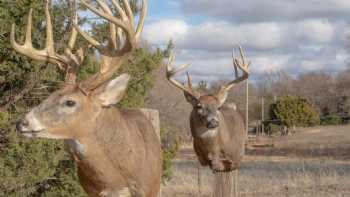 Wild Wind Taxidermy