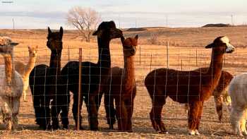 North 40 Alpacas