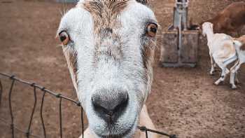 The Goat Milk Soap Store