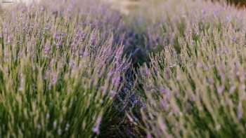 Rock Creek Lavender