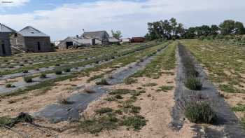 Our Lavender Co.