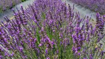 Sandhills Lavender Farm