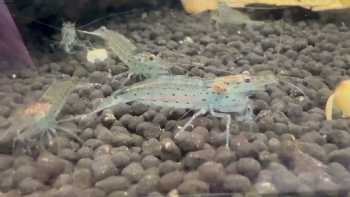 Blue Dog Aquatics and Reptiles