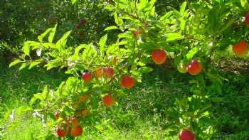 Martin's Hillside Orchard