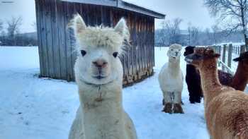 Shaftsbury Alpacas - Home of The Alpaca Shack