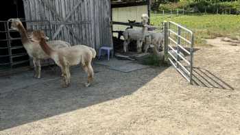 Shaftsbury Alpacas - Home of The Alpaca Shack