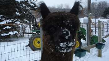 Shaftsbury Alpacas - Home of The Alpaca Shack