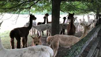 Champlain Valley Alpacas