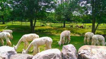 Champlain Valley Alpacas