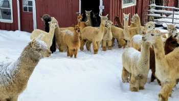 Champlain Valley Alpacas