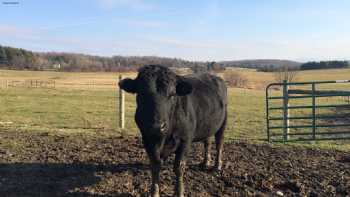 Fat Cow Farm General Store