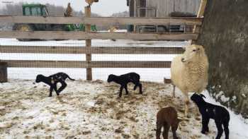 Fat Cow Farm General Store