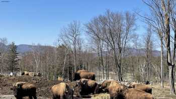 Mountain View Bison