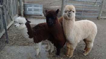 Shaftsbury Alpacas - Home of The Alpaca Shack