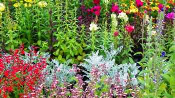 Beaver Meadow Greenhouses