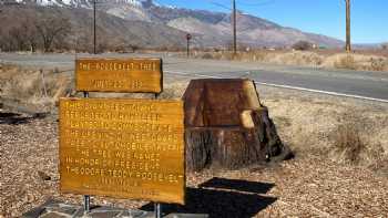 Bristlecone Pine Information and Historic Landmark