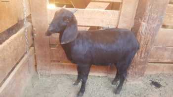 Basin Livestock Market