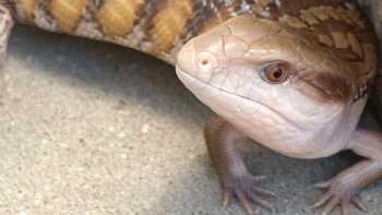 Great Basin Serpentarium