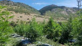 Wasatch Hemp Farm