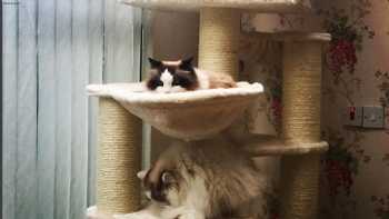 Cat Tree UK - The UK's Leading Cat Tree Retailer