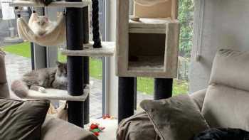 Cat Tree UK - The UK's Leading Cat Tree Retailer