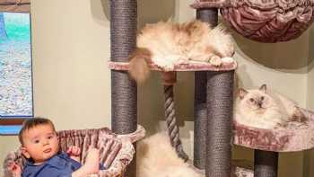 Cat Tree UK - The UK's Leading Cat Tree Retailer