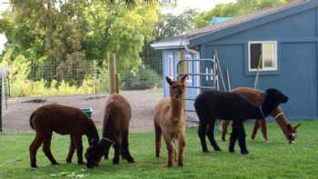 Fluffig Alpacas LLC