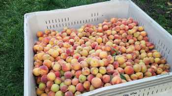 LDS Peach Orchard