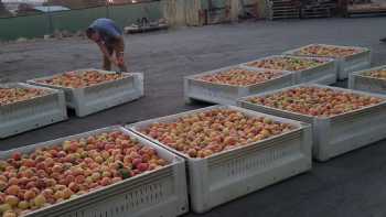 LDS Peach Orchard