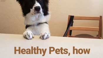 Healthy Pets Summit County