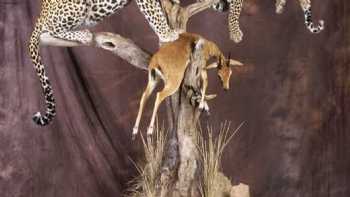 Daves Taxidermy