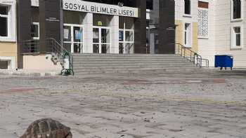 Gazi Sosyal Bilimler Lisesi