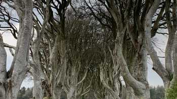 Dark Hedges Estate