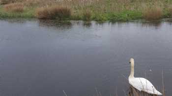 Yellowscott Country Park