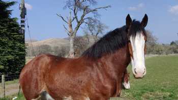 Peggyslea Farm Visit Scotland 4 star Bed and Breakfast