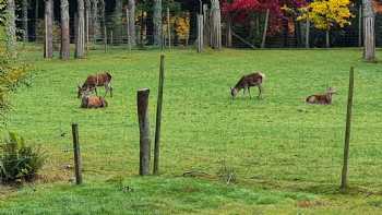 Delny Highland Lodges