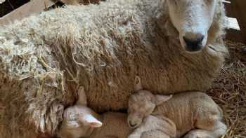 Boutique Farm Bothies - Barley Bothy, The Sheep Shed, The Dairy at Denend & Denend Farmhouse